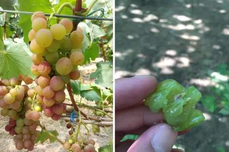 葡萄使用转色酶有什么害处吗