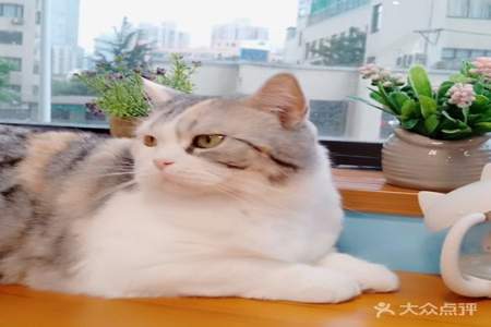 咖啡的猫取什么名好听