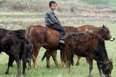 一个小孩在放牛一个大人在看是什么诗