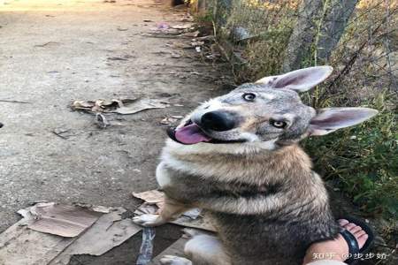 喜欢捷克狼犬的女生是什么样的性格