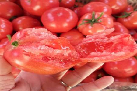 普罗旺斯西红柿果子有虫子咬了孔用什么药治理