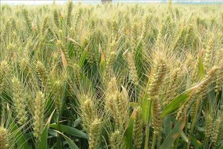小麦种子百农307以前叫什么名字