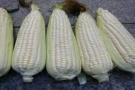 什么玉米是白色种子的