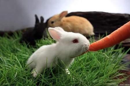 在夏季里兔子不吃东西怎么办
