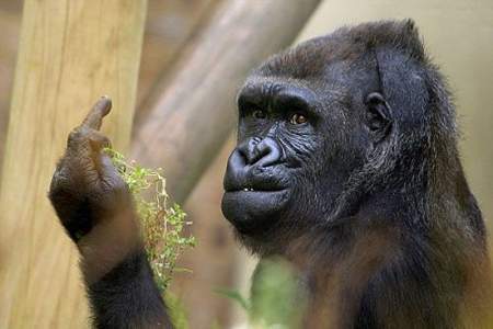 一个大猩猩是什么成语