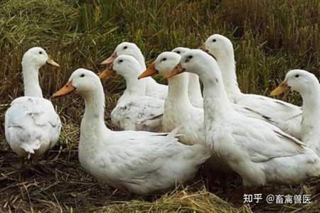 鸭子叫不出声音不用药怎么治