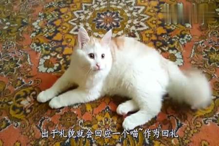 为什么人不可以学猫叫