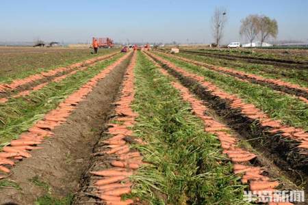 胡萝卜起垄种植标准是什么