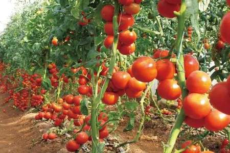 种过番茄的地轮种什么比较好