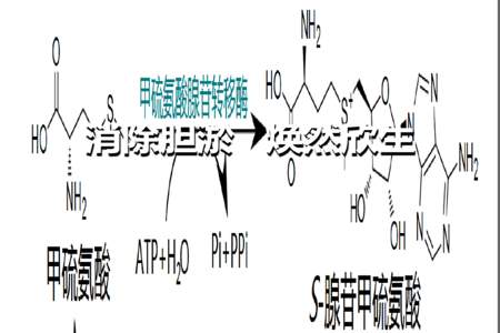 蛋氨酸怎么使用