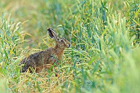 野生兔子住在玉米地的什么地方