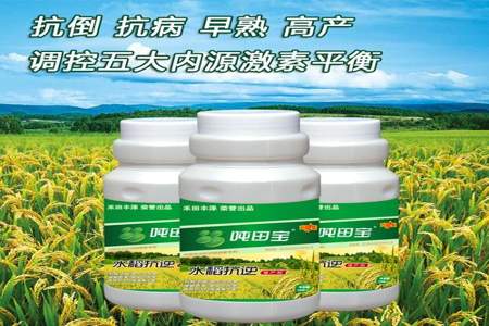 黄腐酸钾对水稻僵苗好吗什么叶面肥可增产