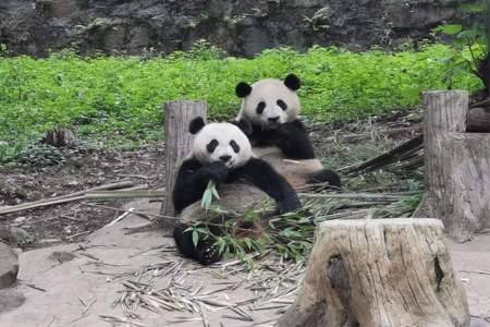 都江堰中华大熊猫苑怎么去
