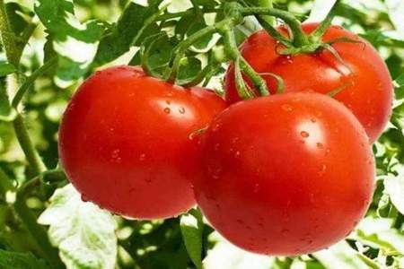 为什么西红柿在19世纪的欧洲被广泛种植