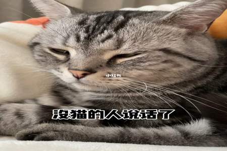 女生想养猫怎么回答