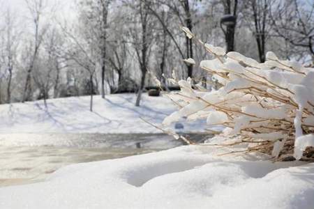 雪是琼芳，什么是x榆