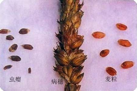 麦子里生虫子了到处飞怎么办