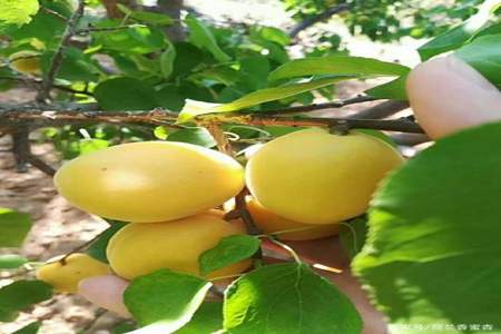 七两大杏是什么品种