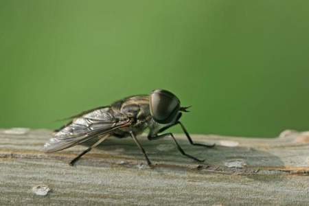 苍蝇与仿生学中的是非之地是什么意思