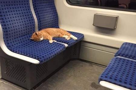 怎么在带猫咪过火车安检