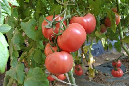 自家种植番茄怎么找销路