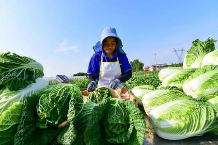 夏天什么蔬菜批发卖得快