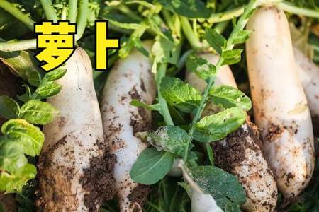 8月份华北中部种什么蔬菜