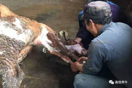 母牛有流产征兆怎么能确定牛犊掉没掉