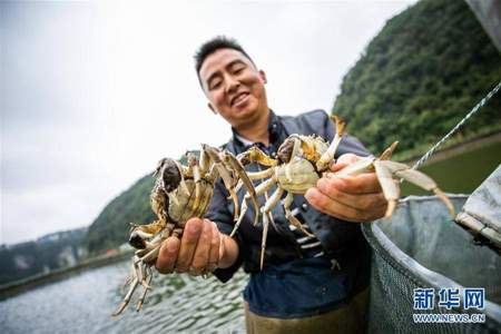 水产店大闸蟹应该用什么养