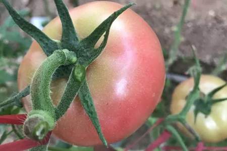 西红柿成熟期为什么炸口