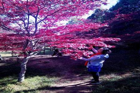 紫溪山枫叶林怎么去