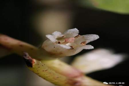 花被离生是什么意思