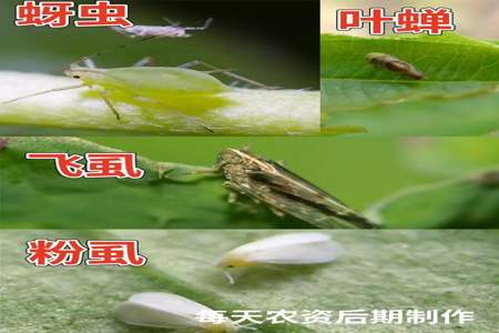 蚜虫的天敌是什么