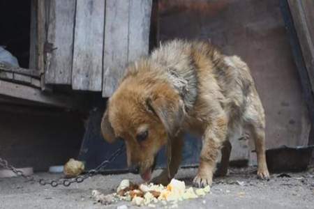 剩饭剩菜喂什么动物好