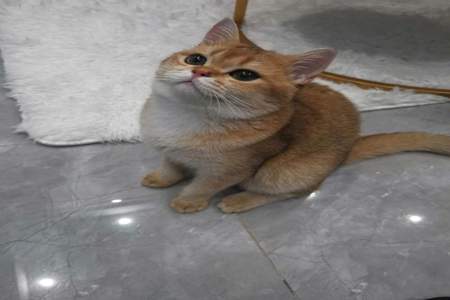 秦霄贤的猫是什么品种