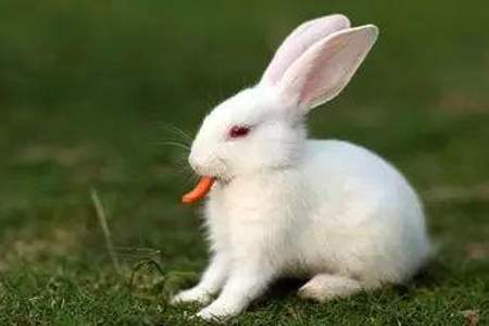 什么样的兔子怎样吃萝卜形容词