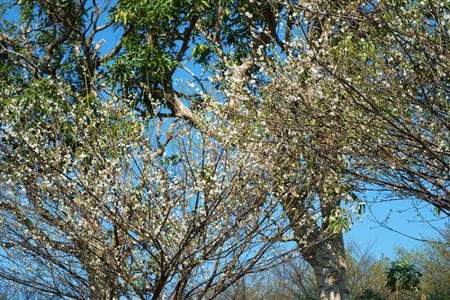 春天梅子树怎么描写