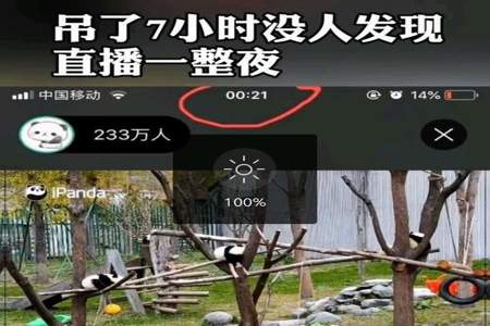 如何个人直播大熊猫