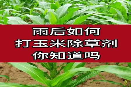 玉米除草剂打药后6小时下雨有效果吗求助