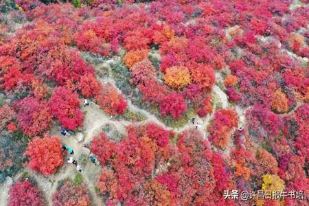 禹州鸠山镇红叶谷最佳观看时间