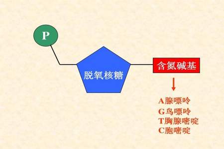 高中生物T代表什么