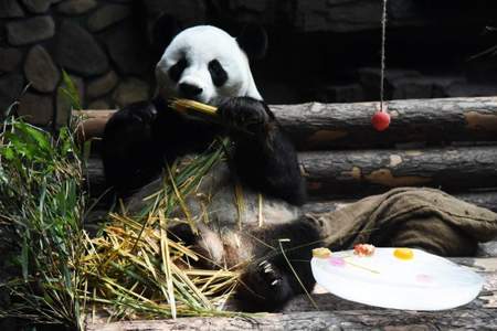 绿洲世界大熊猫营地怎么去