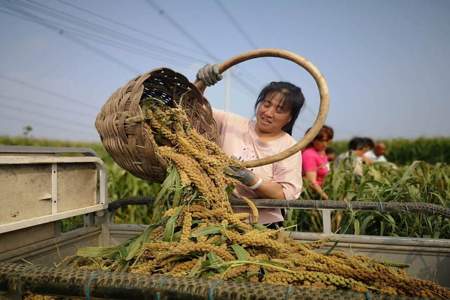 收谷子怎么跟卖家交流