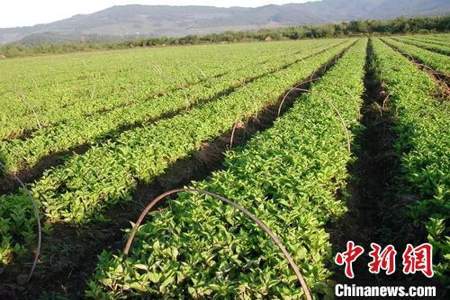 海拔一千米左右的地方适宜种植什么中药材