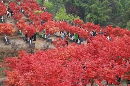 车慈岭红枫节时间