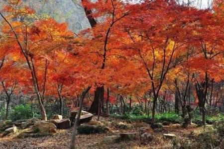 栖霞山红叶什么时候开始红