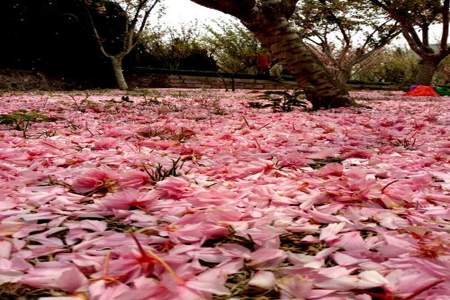 花落一春又一秋表达什么情感