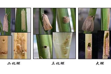 三化螟是什么时候防治