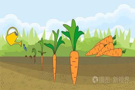 萝卜的成长需要什么