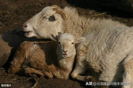 三产母羊没怀孕又下奶了怎么回事
